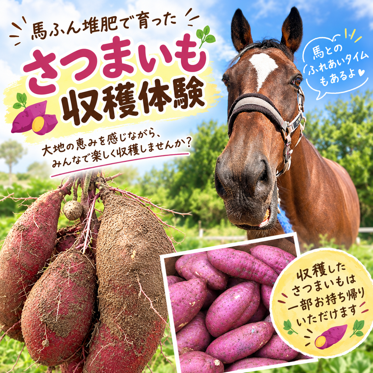 「馬ふん堆肥で育ったさつまいもを収穫! はしりファーム農体験」参加者募集!