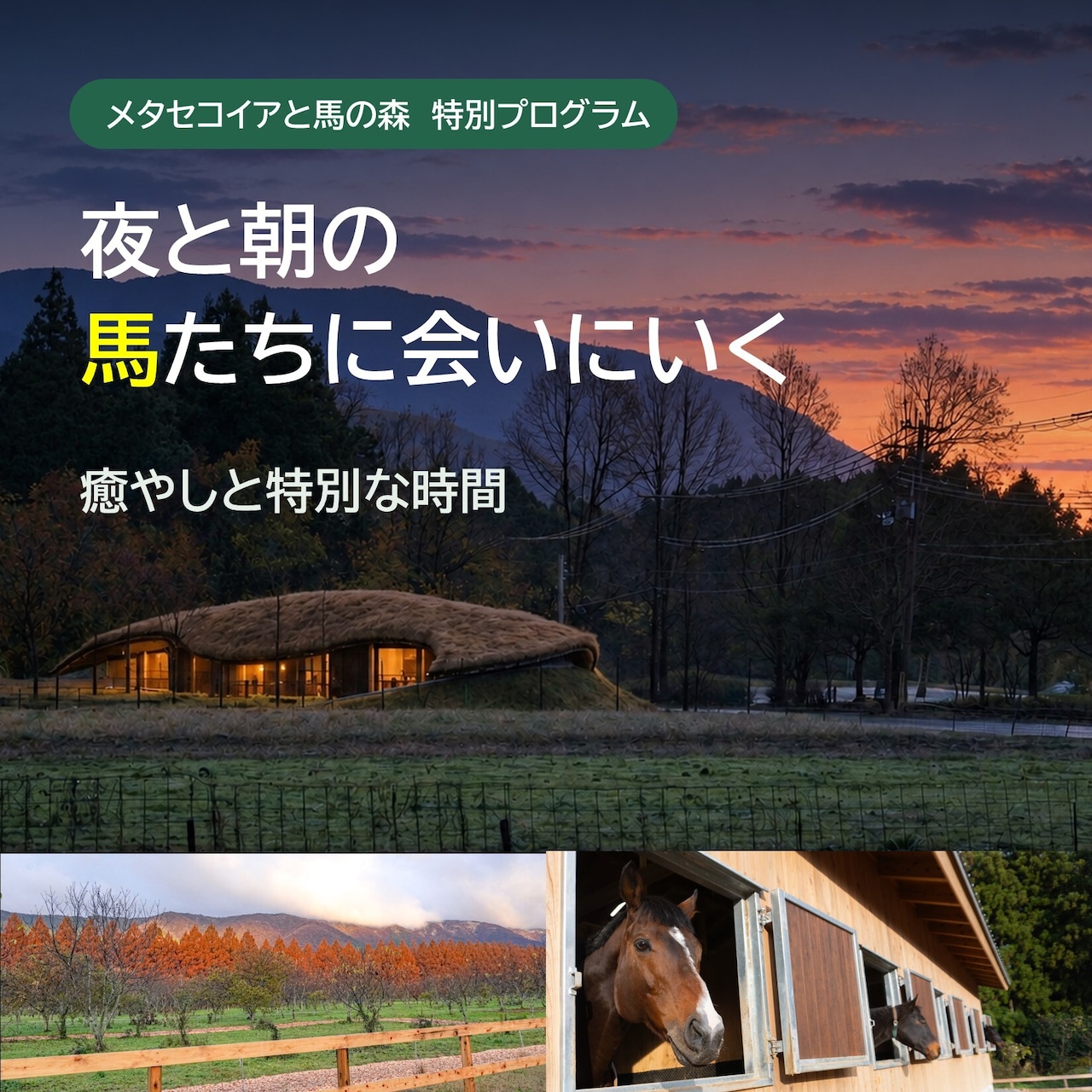 メタセコイアと馬の森 特別プログラム「夜と朝の馬たちに会いにいく 癒やしと特別な時間」開催のお知らせ